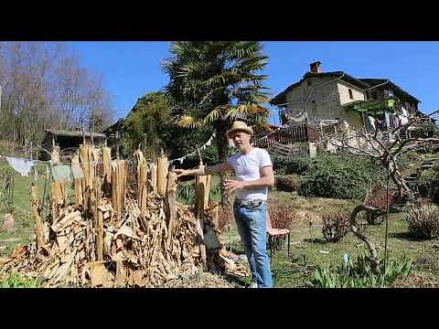 Video 65 Musa basjoo - Il #Banano, come coltivarlo.
