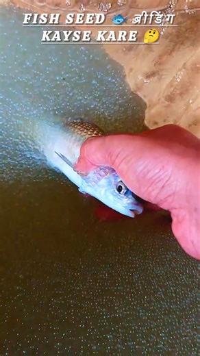 Unity_Indian_Fish_Farming on Instagram: "Fish Seed 🐟 ब्रीडिंग Time 💼 FISH FARMING CONSULTANCY 🤠 FISH FARMING FEEDING KAYSE KARE 🤔 UNITY INDIAN 🇮🇳 FISH FARMING 🐟 #how_to_start_a_fish_farming #fishing_farm #fishmarket #fishing #pondfishing #pondculture #poultryfarming #PondFishFarming #porsche #goals #goat #trendingreels #model #poultry #trend #likes #instafood #insyagood #poultryfarming #positividade #biofloc_fish_farming #biofloc_machli_palan #biofloc_fish_farming_in_india #biofloc_tank_s