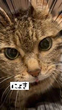 BOSSとナスキーのお戯れ #北海道 #猫のいる暮らし #cat #保護猫#ねこ#ネコ#愛すべきくせえ毛玉 #4歳児#飼い主のことが嫌いな猫