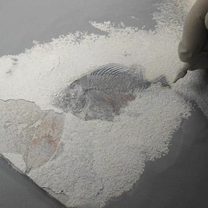 60K views · 1K reactions | In paleontology, fossil preparation often...