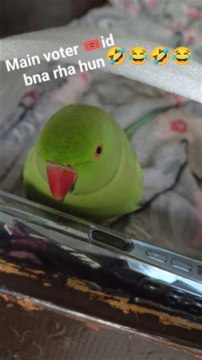 main kya karr rha hun🦜 #parrot #shorts #talkingparot #funnyvideo #trending #comedy