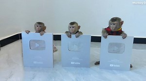 Amzing Three Little Super-Star (Donal Molly & Zuji) Got Button Award From YT In New Year Gift | Monkey Dodo