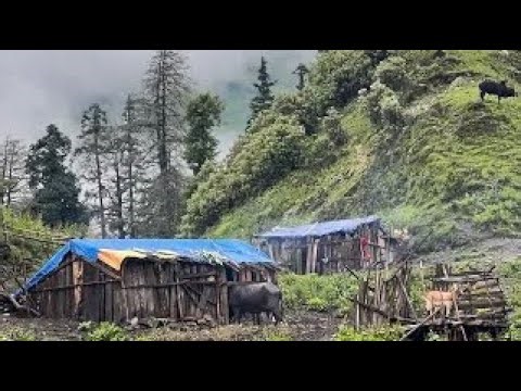 Most Peaceful Relaxing Himalayan Village Lifestyle | Organic shepherd Food | Real Nepali Life I