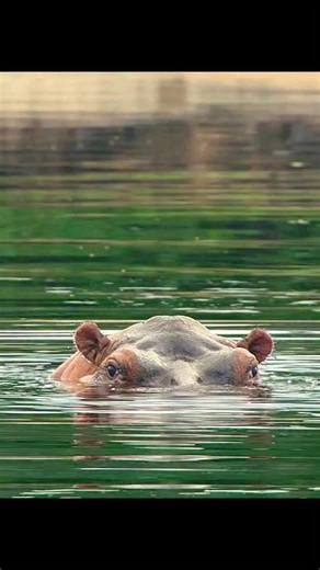 Hippos #wildlife #interestingfacts #animals #nature #naturelovers #hippos | Wondersofjungle