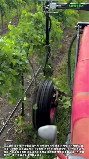 포도밭 가지치기 기계화 작업 현장 #worker #process #vineyard #pruning #farming
