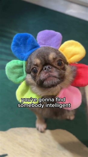 King Chilli The Pug | Tiny Tyrant Energy