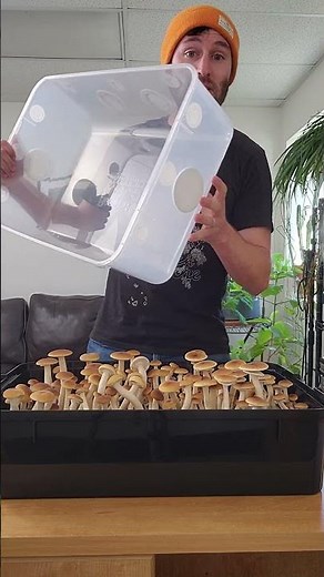 'Boomr Bin' Complete Monotub Kit