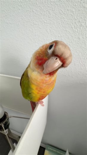 Kiwi No Chill on Instagram: "Warning: I can do inverse pull ups... don't try this at home (or do, I dare you) 😎 . . . . . #greencheekconure #parrot #birdlovers #bird #cute #viral #funnyanimals #pullups #sportboy #competition"