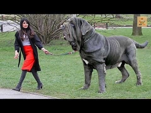 10 Most Dangerous Dog Breeds in The World