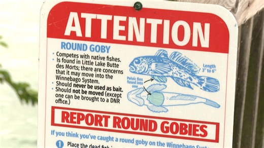 Invasive fish species discovered in Lake Winnebago, DNR investigating