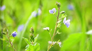 Veronica chamaedrys, the germander speedwell, bird's-eye speedwell, or cat's eyes, is a herbaceous perennial species of flowering plant in the plantain family Plantaginaceae.