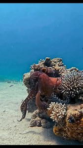 Octopus vs eel 😮 #fbreelsvideo #RenzSpearfishing | Renz Spearfishing
