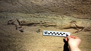 340 million-year-old tiny shark found in world’s longest cave system