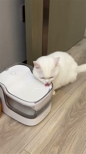 Flowing, Drinking, Caring, Loving#petgugu #shorts #waterfountain #drinkingwater #smarthome #viral