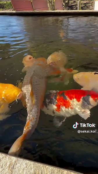Importance of Shade for a Koi Pond Explained