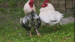 Two roosters are fighting for leadership positions. power struggle