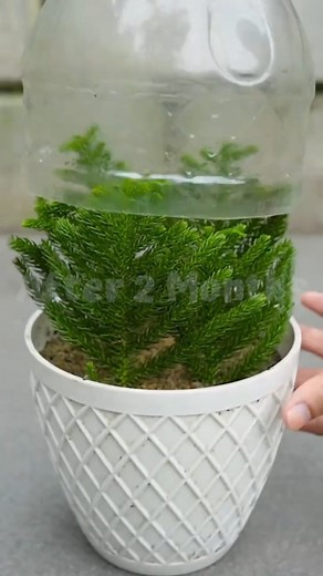 shafikul Garden | How to Grow your own CHRISTMAS Tree 🎄 From cutting If you like our video don't forget to press the button "Follow ❤️" and "Like 👍" !!... | Instagram