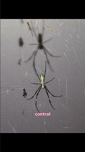 How To Control Joro Spiders in Your Home & Yard