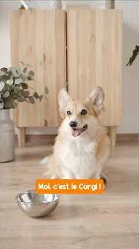 Le Corgi : Petite taille, mais GRANDE personnalité ! 🦊