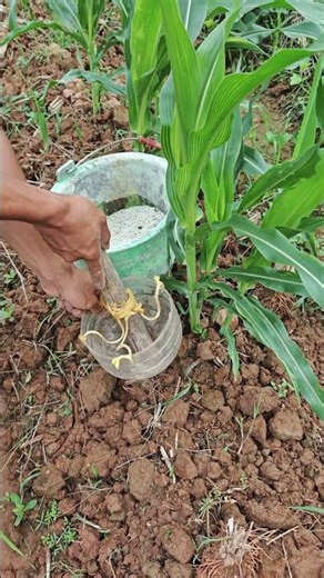 beginner-friendly! DIY root-targeting fertilizer tool, simple & practice