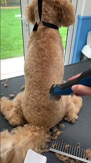 Poochon Gets a Fresh Cut: Ultimate Dog Grooming Fun #poochon #fyp