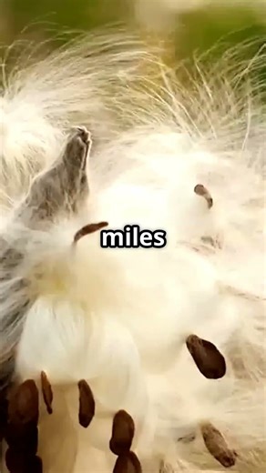 Botanical Ballistics!!! #tiktok