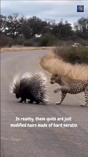The Secret Defense of Porcupines! 🦔
