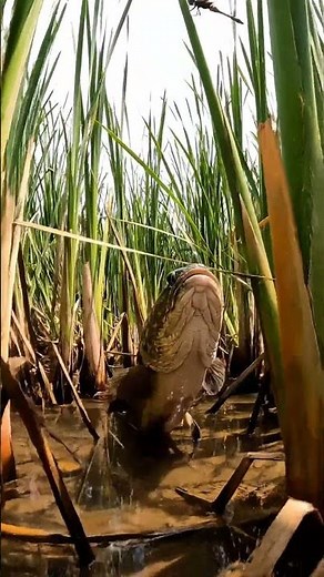 🎣 CRAZY Fish Bites Compilation! 🤯 You WON'T Believe These Catches! #118