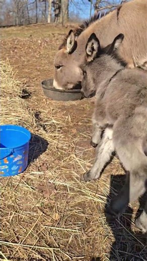 Miniature donkey nursing, bucking and running!