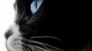 Here's How Animals See The World