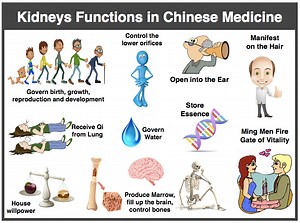 All About the TCM Kidneys