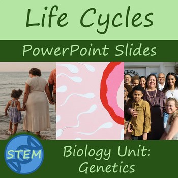 Life Cycles PowerPoint Presentations Bundle