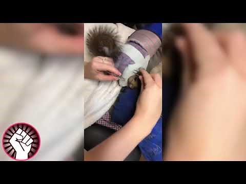 Rescue Squirrel! Remove Huge Botfly From Squirrel - Cuterebra Larva Removal