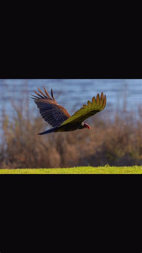 #birds #nature #photography #viral #fyp