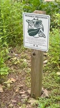 Monarch Butterflies, Sassafras Trees & Beehives 🦋🌳🐝 Nature Still Works Together