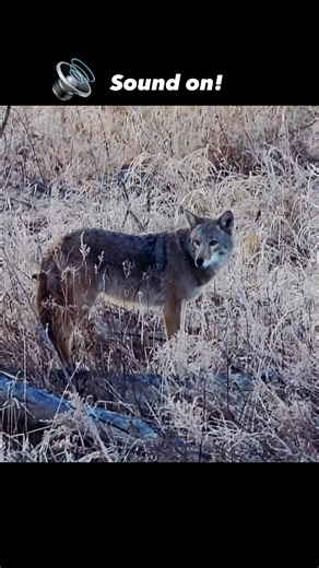While coyotes are known for their piercing howls, that is just one of the many vocalizations they use to communicate. They will also bark, growl, huff, whine and yip, with each vocalization having a different meaning. Yipping, howling, and any other vocalizations may be heard at any time of day or night. Growling can be a threat, while barking or yipping might be used as a signal to other coyotes in the pack. Howling among coyotes can have different meanings. Sometimes they howl to call to their