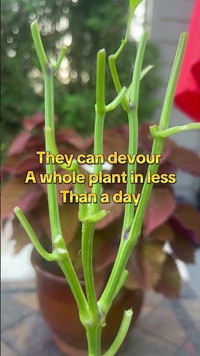 The Tomato HornWorm#worms#tomatoworm#plants