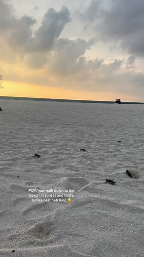 Magical Moments: Witnessing Baby Turtles Hatch on the Beach