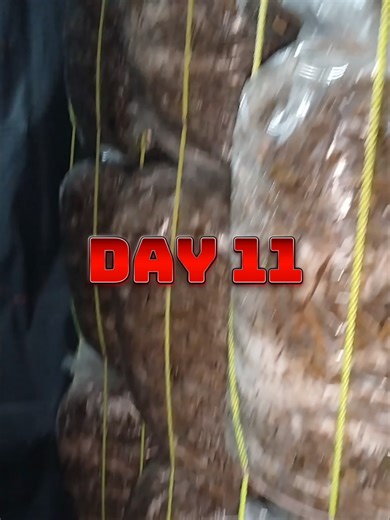 #creatorsearchinsights Day 11 | student mushroom farming is quite difficult 😔🍄#mushroomfarming #youngfarmer #agriculture #navayuvamushroomfarm
