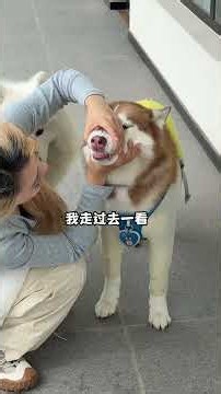 小眾冷門的知識希望你用不上… 但這個笑話你可以反覆觀看#萬物可愛計#funny#cute#萌寵#shorts