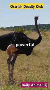Ostrich Kicks: Deadly Defense Mechanism!