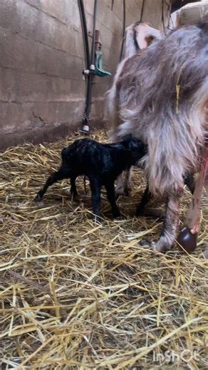 Les naissances 2026 attaquent !! #farming #viealaferme #chevre #naissance #chevresdumassifcentral | La Ferme des Ruminettes