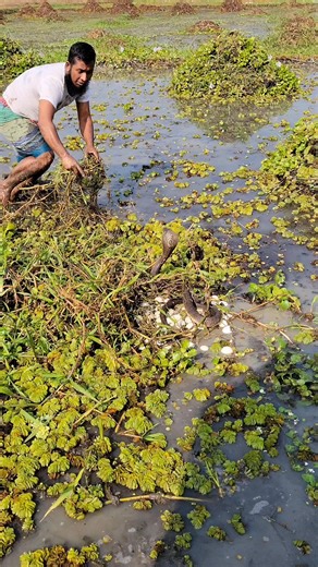 655K views · 2K reactions | কত বড় সাপ রে #snakevideo #rails #cobra #highlight #followers | মোঃ শাহা আলম | Facebook