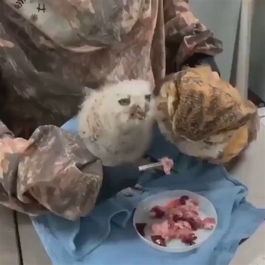 RT @Moonlighhy: The baby owl, which refused to eat after being orphaned, was fed using a dummy owl that resembled its mother.