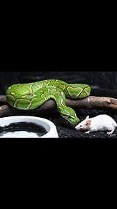 Green tree python feeding a mouse inside a dark USA-style box enclosure | clean arboreal feeding moment Warning: [Warning: Live Feeding Video] This content shows animals feeding naturally as part of nature. No harm, no encouragement of violence. Educational wildlife content. #greentreepython #greenpython #pythonfeeding #snakefeeding #reptilevideo #wildlifedocumentary #naturecapture #viralreels | Frog Feeding