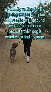 Reactive Dog Training: What Progress Can Look Like
