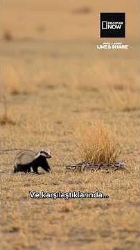 Bal Porsuğunun Tek Korktuğu Hayvan Gerçekte Ne? #Discovernow