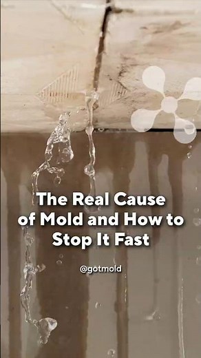The Real Cause of Mold and How to Stop It Fast