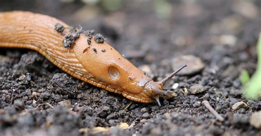 How Slugs Breathe Without Lungs (and Why There’s a Hole in Their Side)