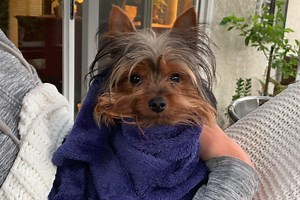 How to Bathe a Yorkie (And How Often) | The Dog Tale